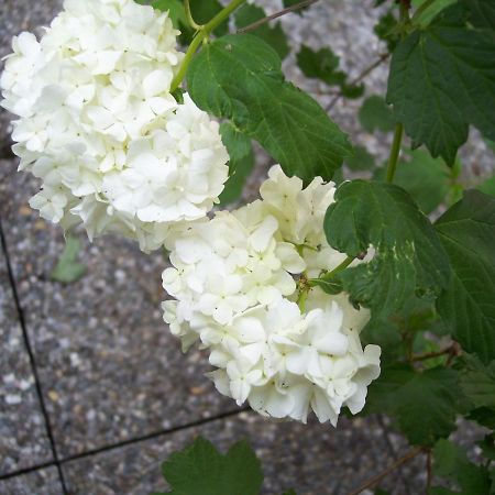 Trivero B&B Oasi Fiorita מראה חיצוני תמונה