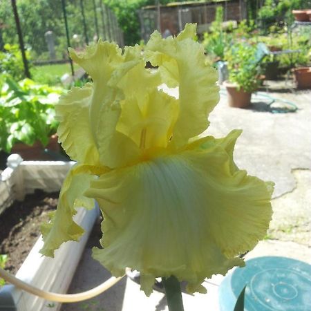 Trivero B&B Oasi Fiorita מראה חיצוני תמונה