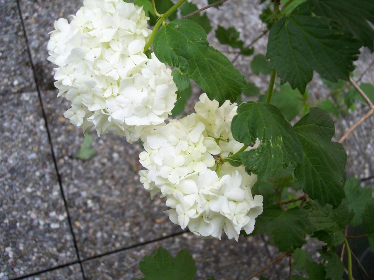 Trivero B&B Oasi Fiorita מראה חיצוני תמונה